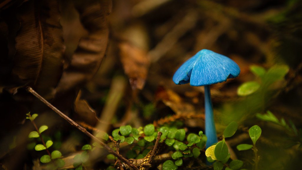 Entoloma Hochstetteri - HD Wallpaper 