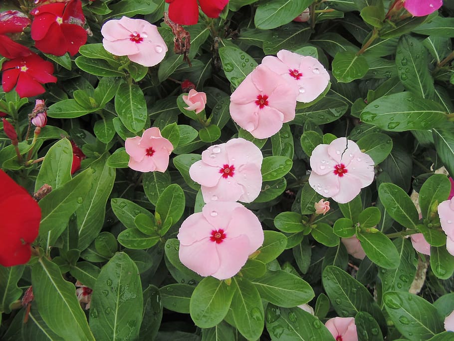 Busy Lizzie - HD Wallpaper 