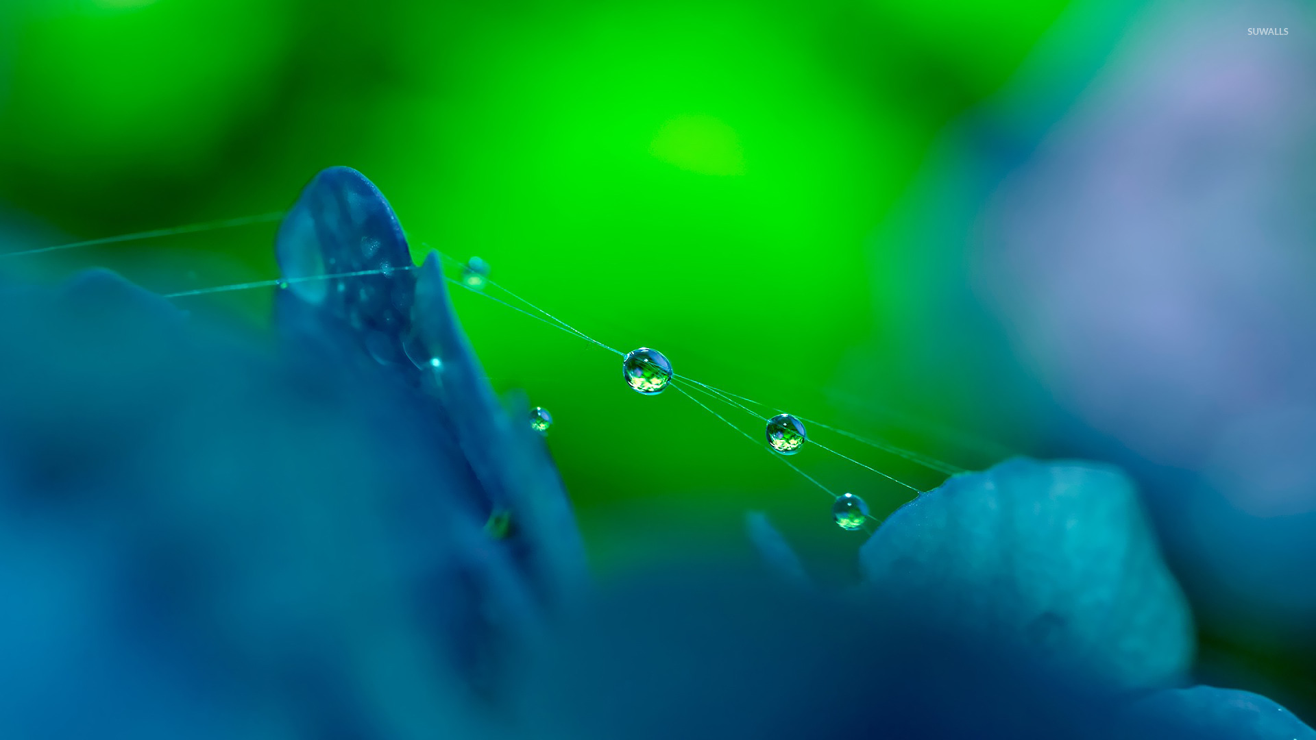 Macro Photography - HD Wallpaper 
