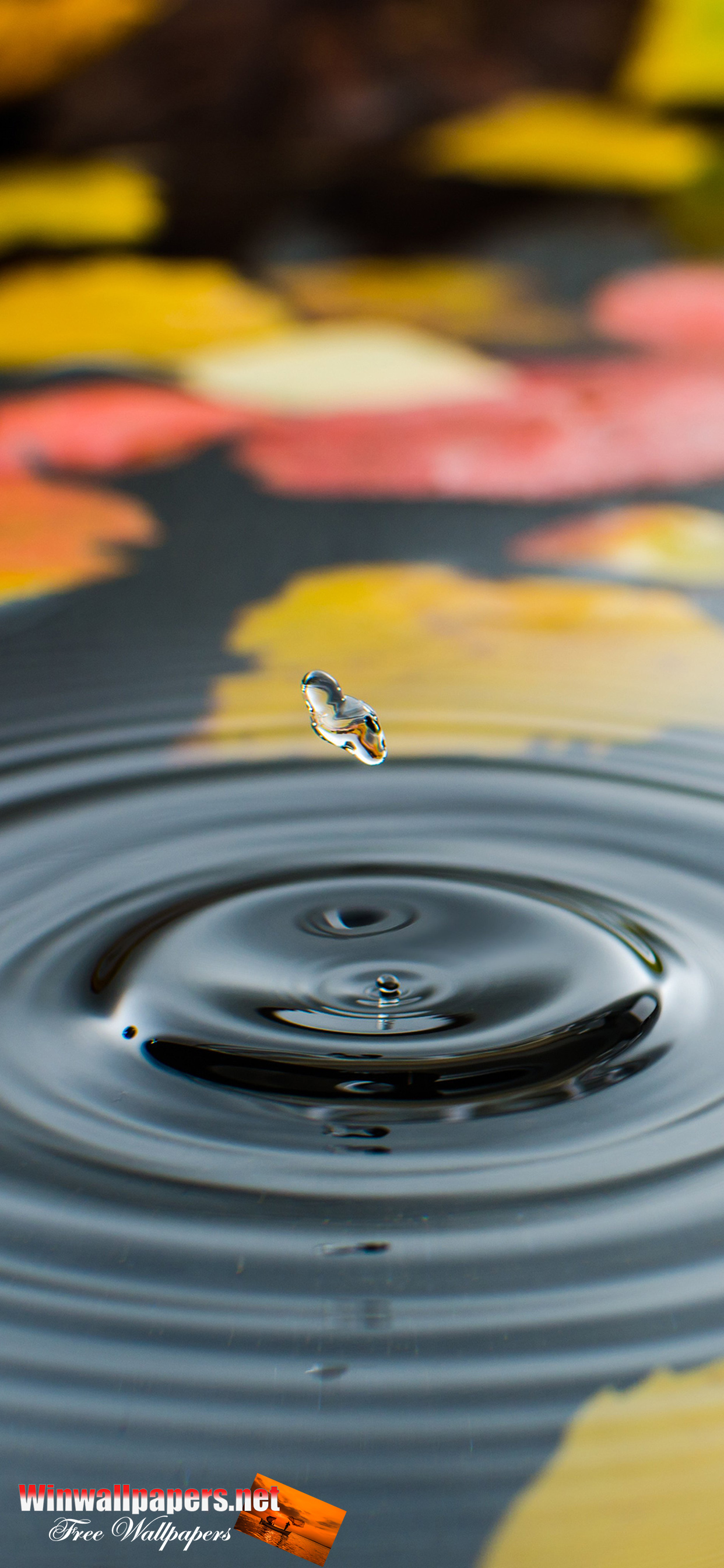 Water Drop Wallpapers For Iphone 11 Pro Max - Water Drop Wallpaper Iphone X - 1242x2688 Wallpaper Water Drop Wallpapers For Iphone 11 Pro Max - Water Drop Wallpaper Iphone X - 1242x2688 Wallpaper