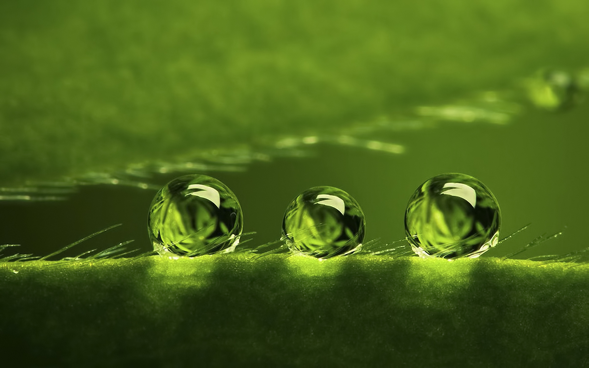 Amazing Water Drop Macro - HD Wallpaper 