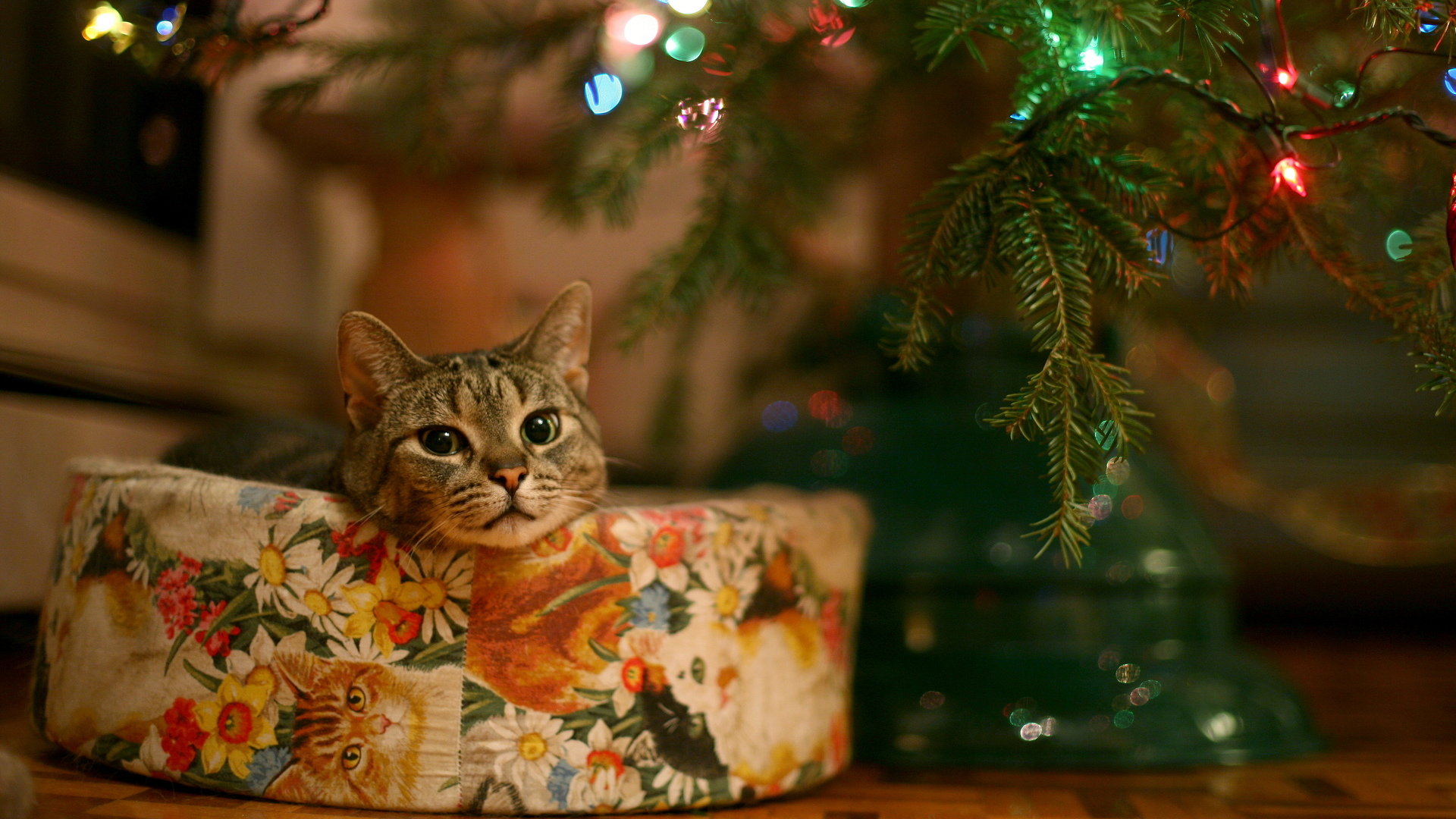 Best Christmas Lights Wallpaper Id - Christmas Cat Wallpaper Hd - HD Wallpaper 