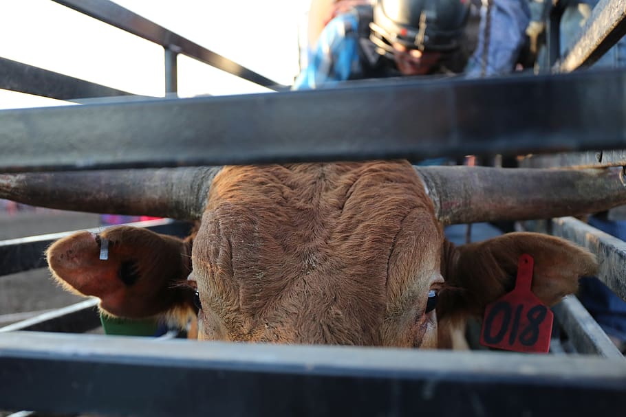 Bull, Horns, Steer, Cow, Tag, Bull Riding, Rodeo, Plaid, - Cattle - HD Wallpaper 