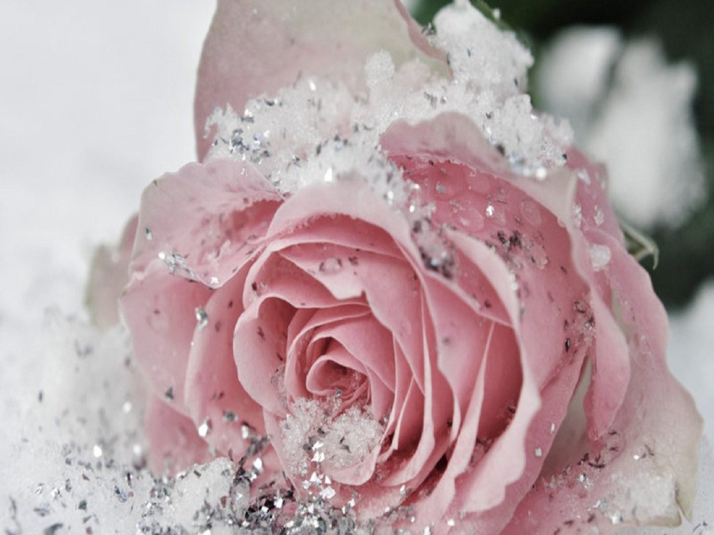 Cute Pretty Flowers Wallpapers 1440x1080, - Glitter Pink Roses - 1440x1080  Wallpaper 