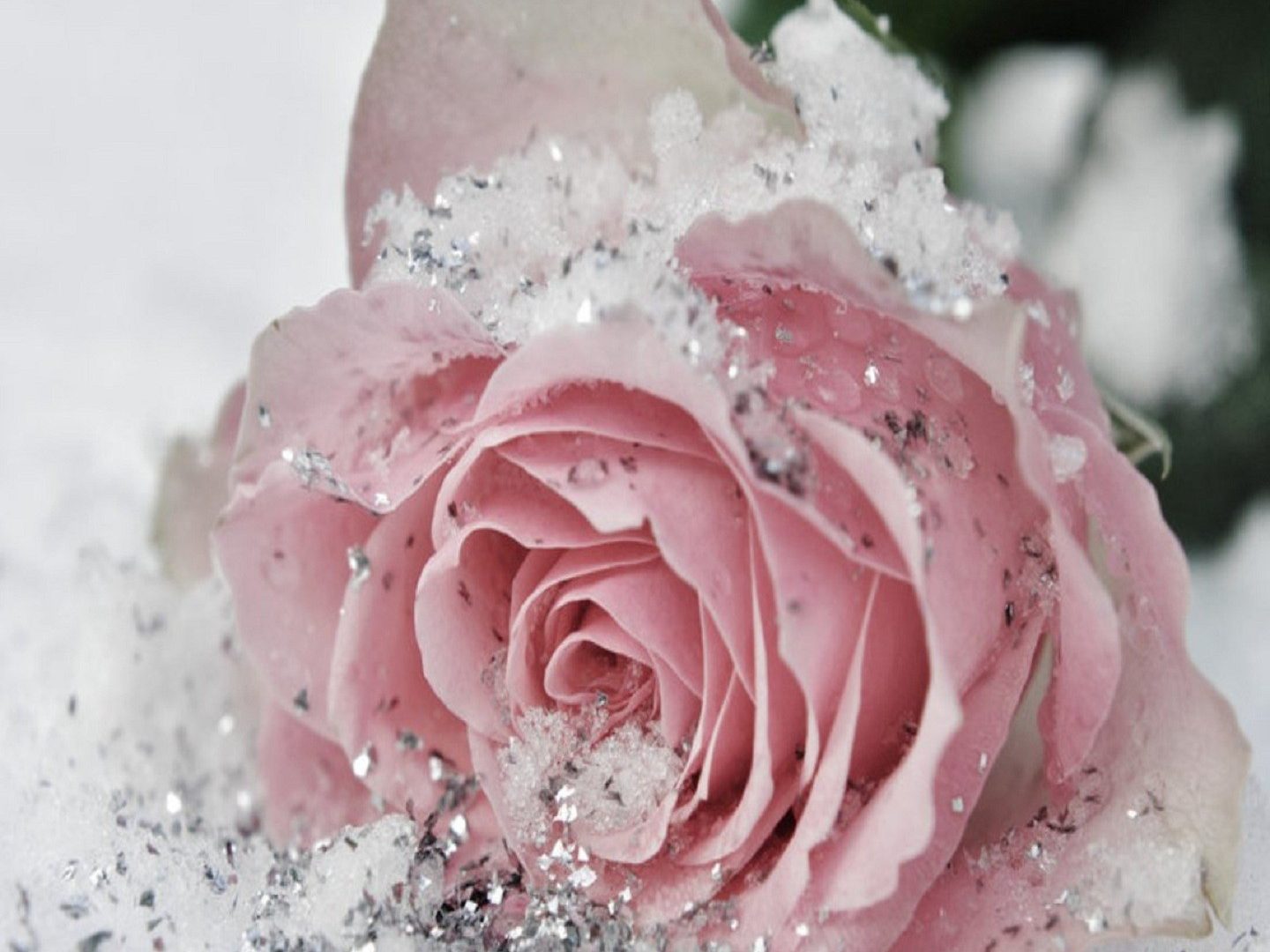 Cute Pretty Flowers Wallpapers 1440x1080, - Glitter Pink Roses - 1440x1080 Wallpaper Cute Pretty Flowers Wallpapers 1440x1080, - Glitter Pink Roses - 1440x1080 Wallpaper
