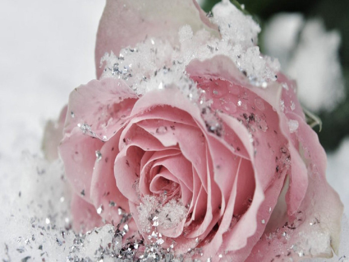 Cute Pretty Flowers Wallpapers 1440x1080, - Glitter Pink Roses - HD Wallpaper 