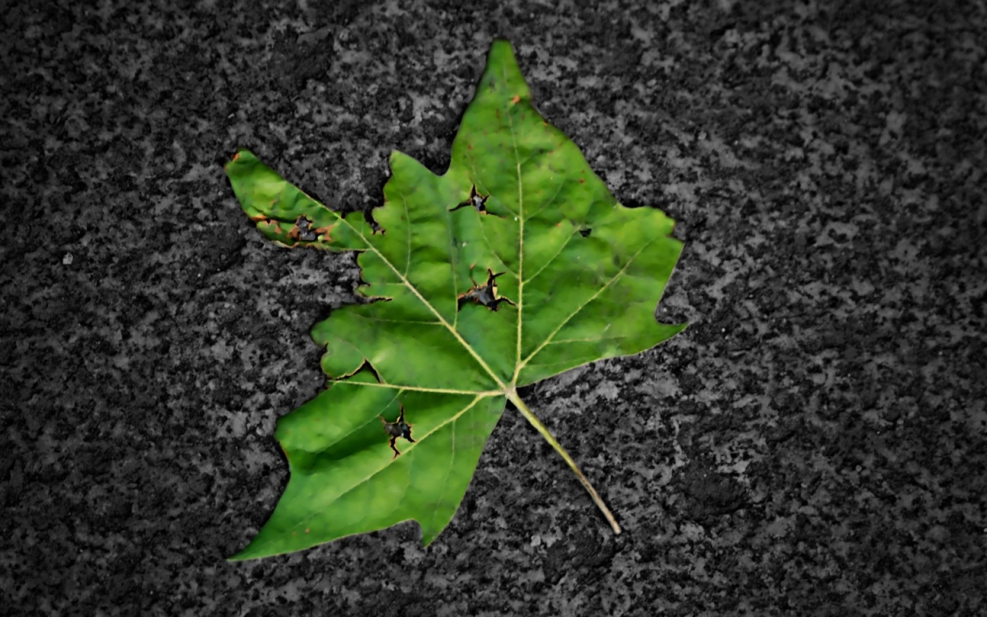 3d Wallpapers Broken Leaf Wallpaper - Broken Leaf - HD Wallpaper 