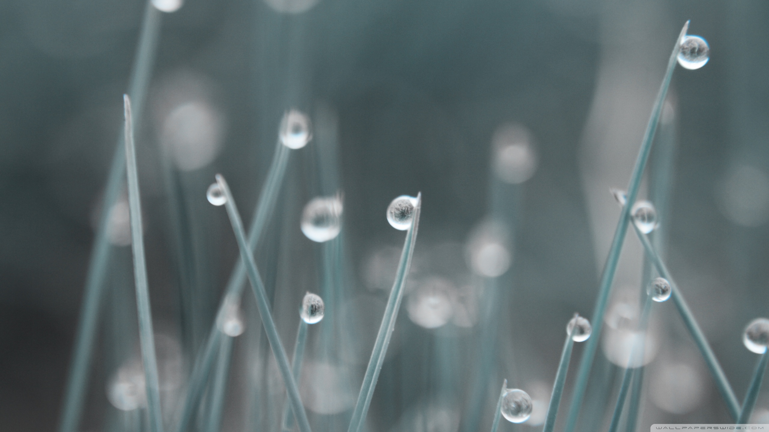 Rain And Grass Digital Art - HD Wallpaper 