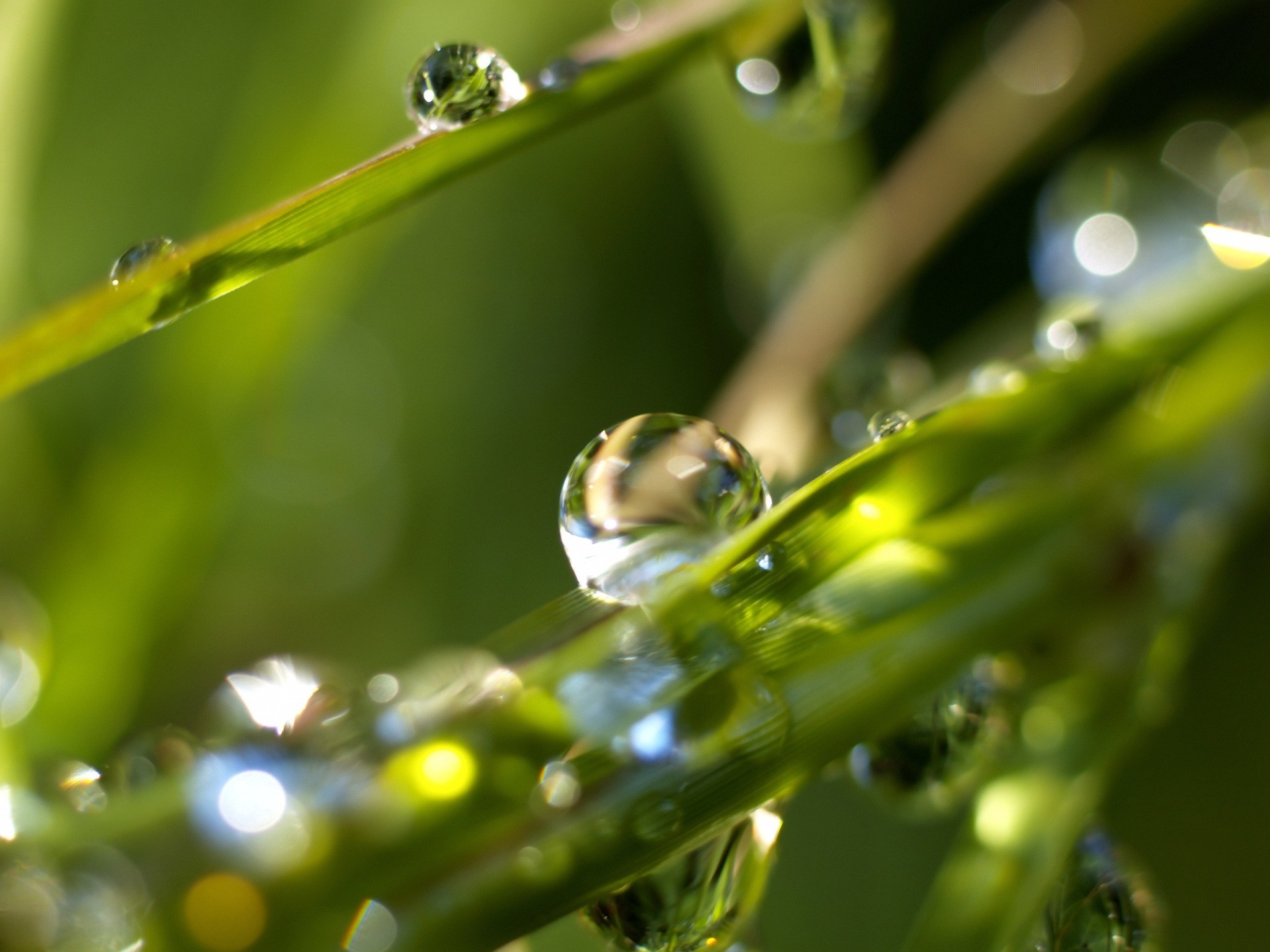 1920x1440, Rain Drops Wallpaper Plants Nature 
 Data - Rain Images Of Nature - HD Wallpaper 