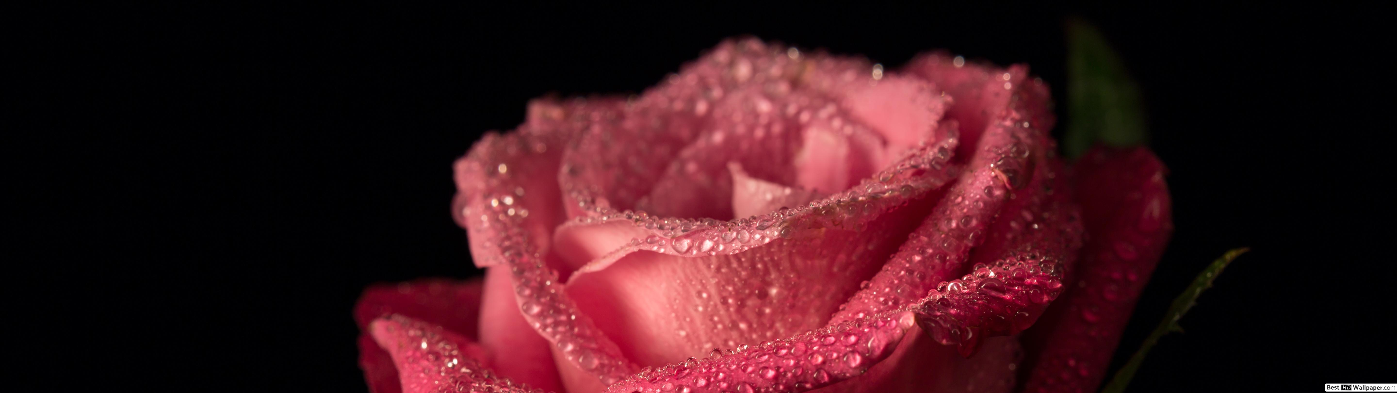 Розы Капли Обои - HD Wallpaper 
