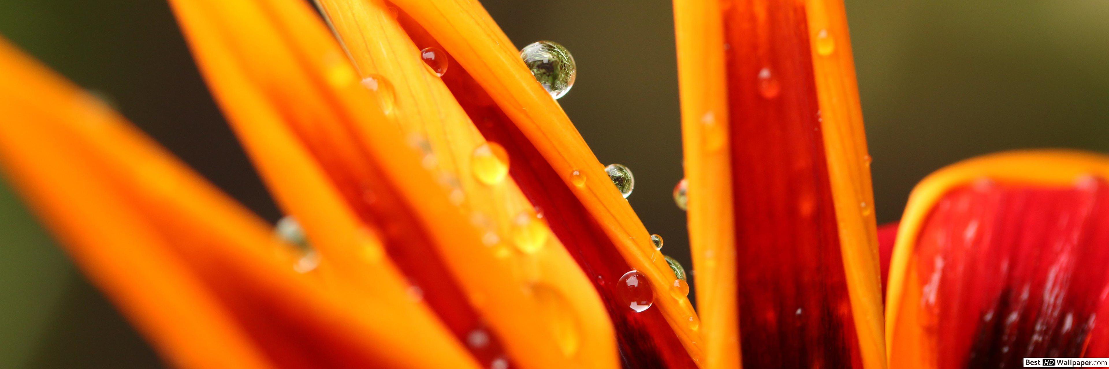 Water Drop S On Orange Flower - HD Wallpaper 