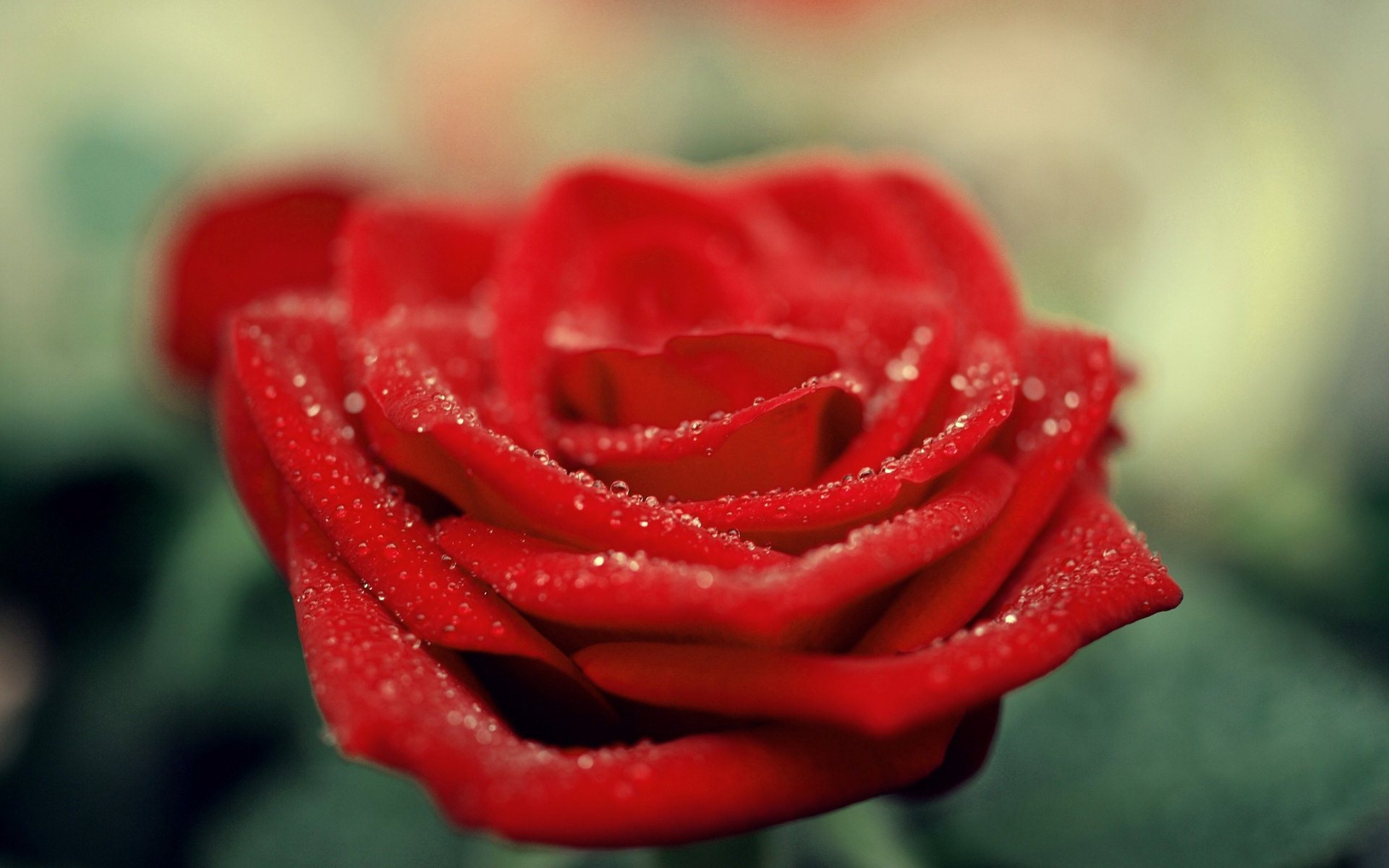 Water Drops Rose Flower - HD Wallpaper 