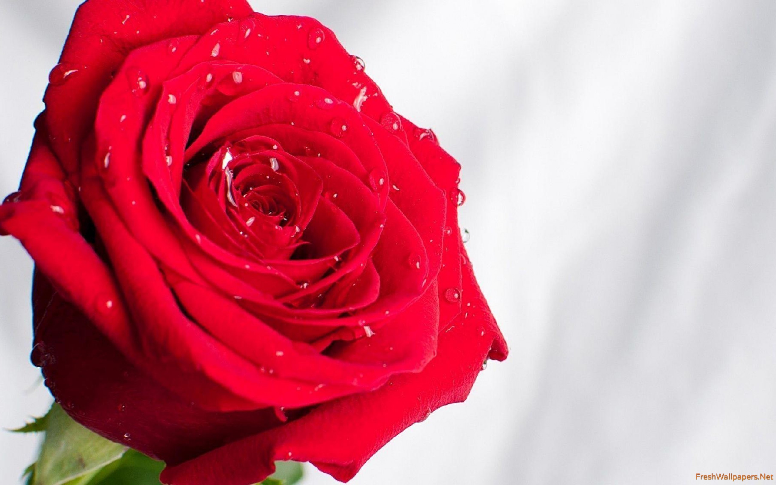Red Rose With Water Drop Images Hd - HD Wallpaper 