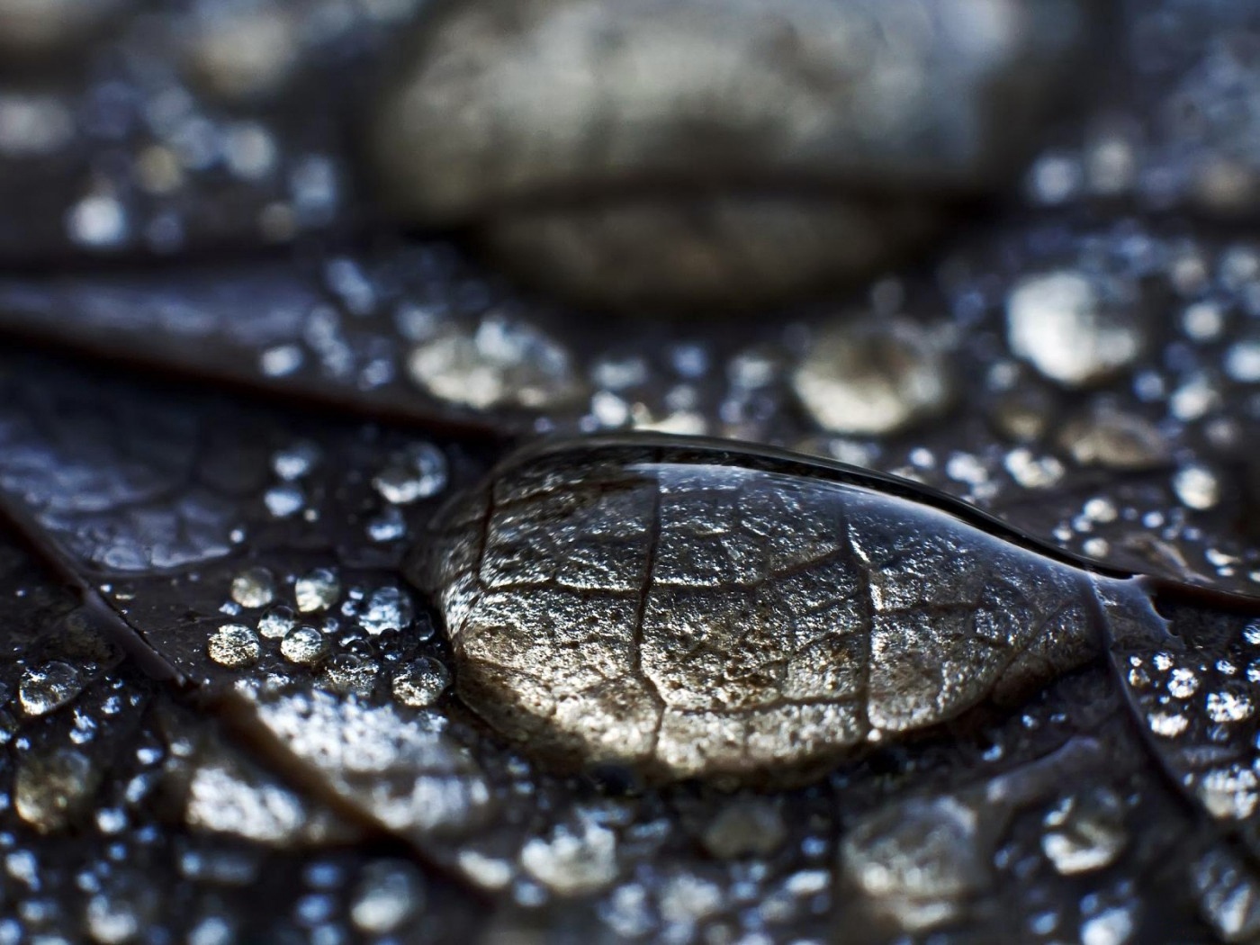 Wallpaper Water, Drops, Dew, Leaves, Surface - Water Drop On Leaf - HD Wallpaper 