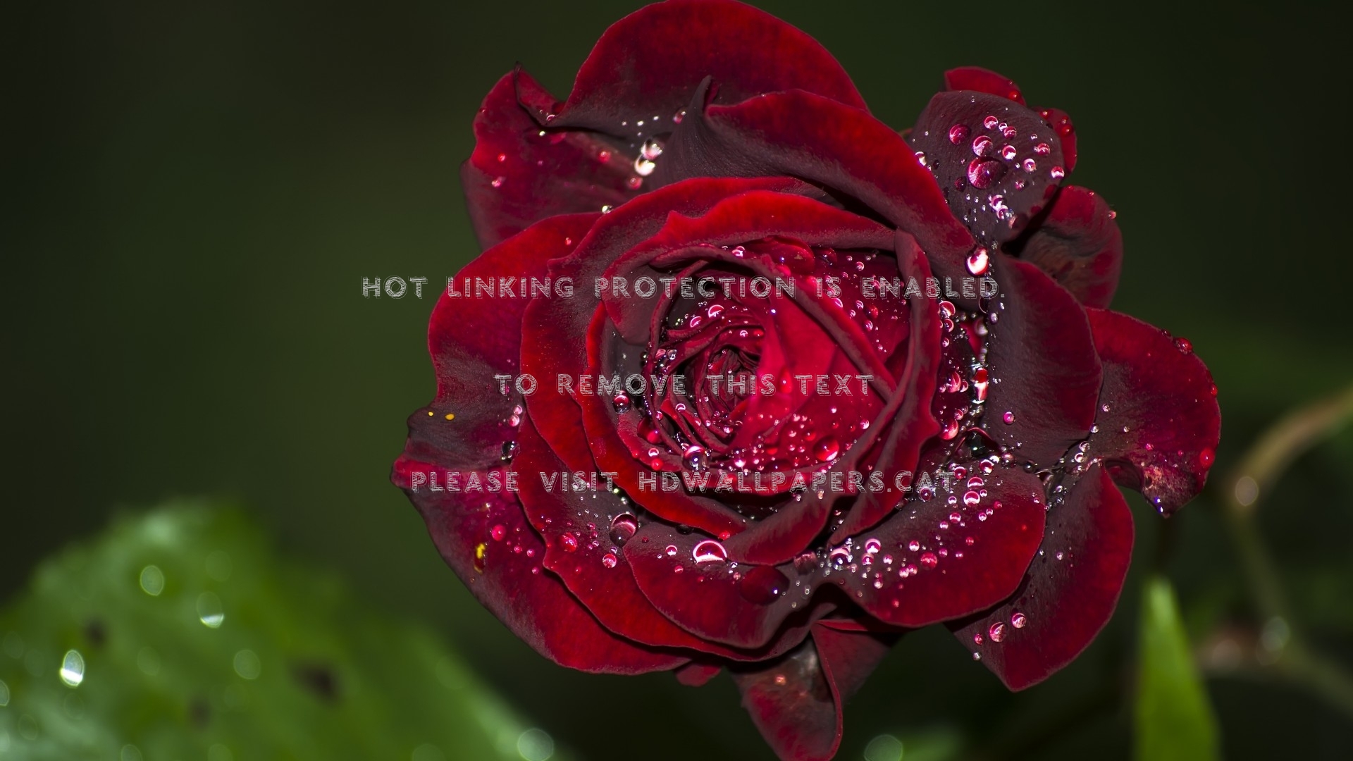 Red Rose Water Drops Macro Nature Flowers - Wallpaper - HD Wallpaper 