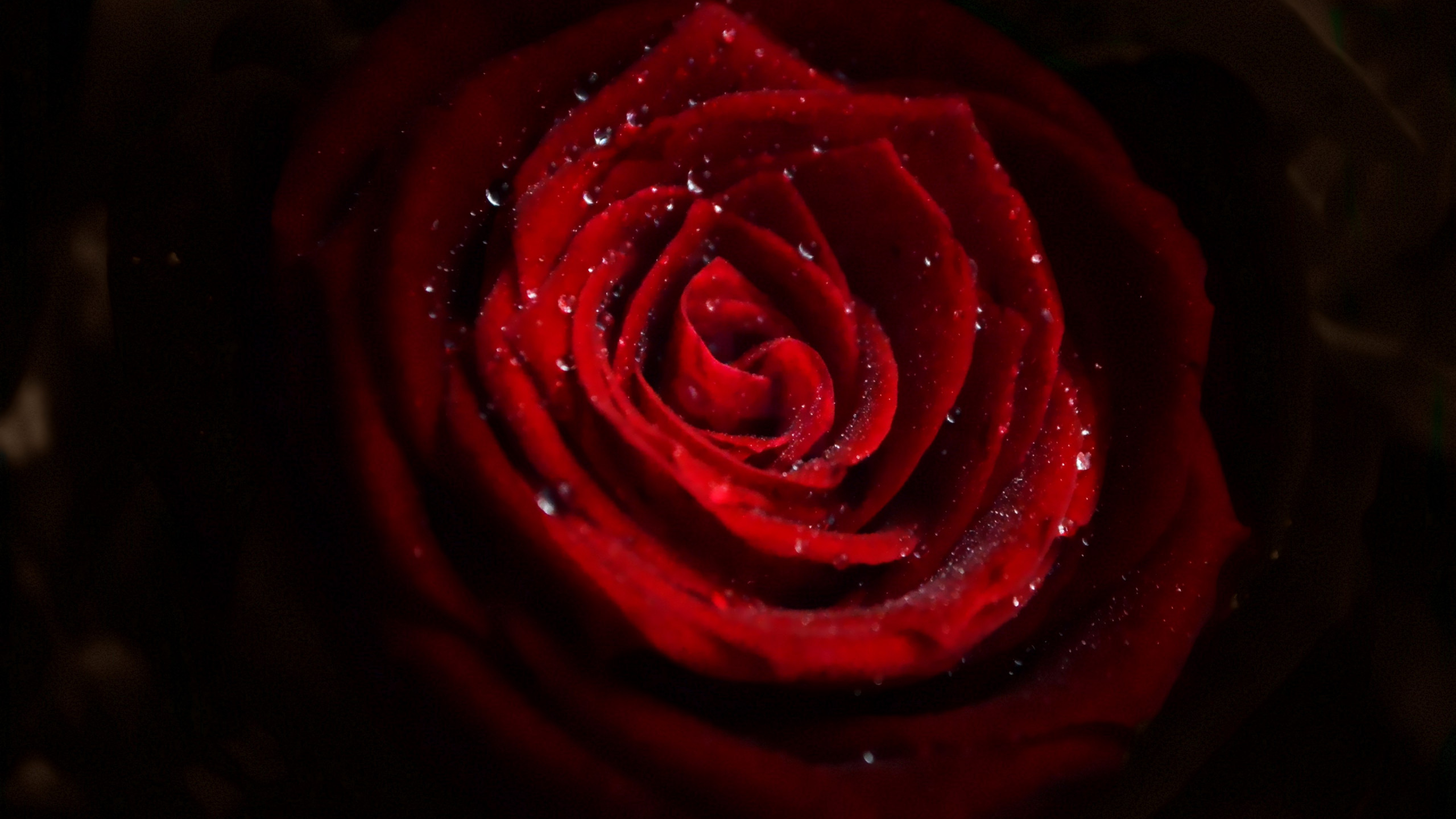 Water Drops On Red Rose Wallpaper - 4k Ultra Hd Wallpaper Rose - HD Wallpaper 