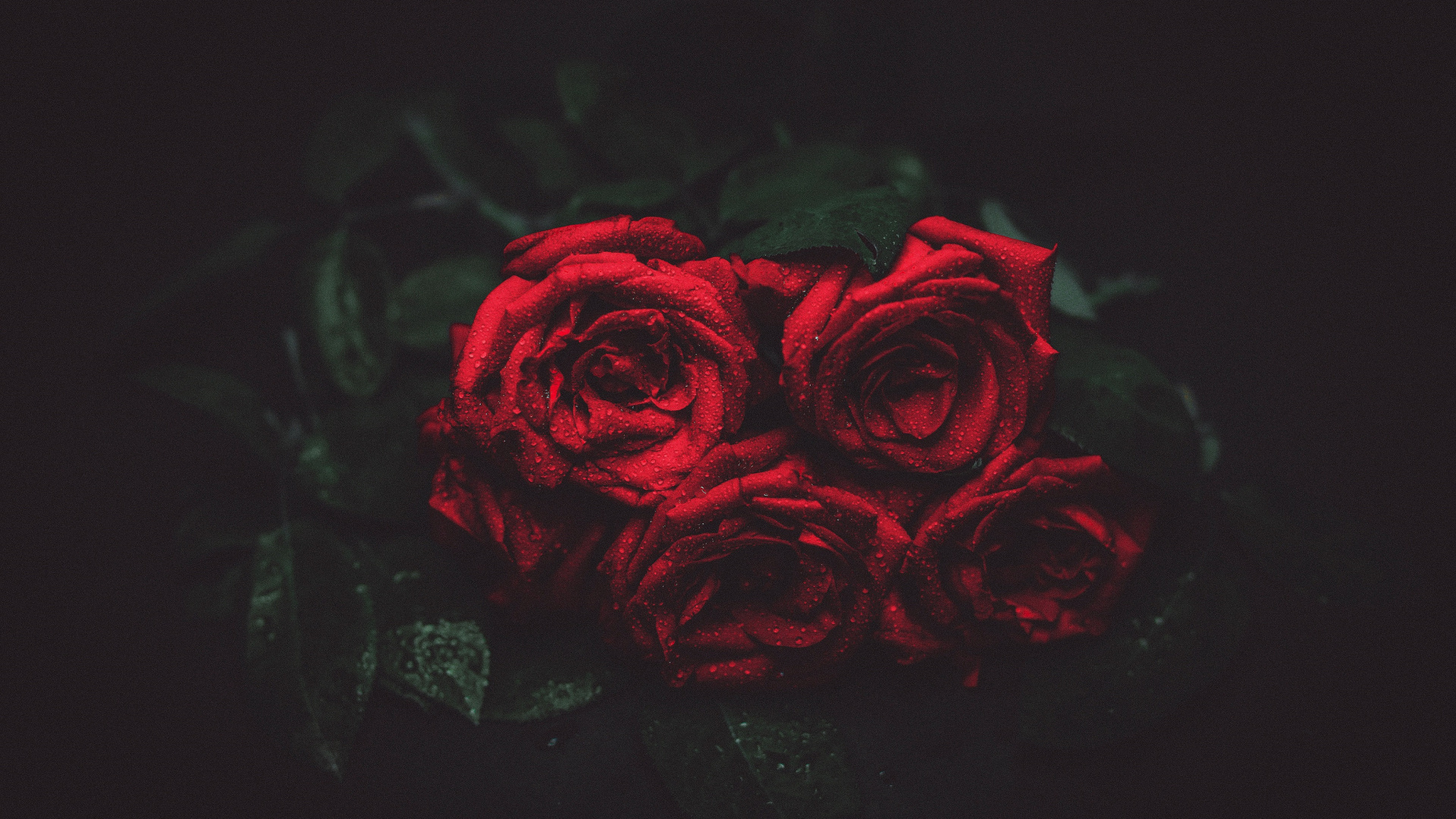 Roses, Buds, Water Drops, Wallpaper - Black Rose Facebook Cover - HD Wallpaper 