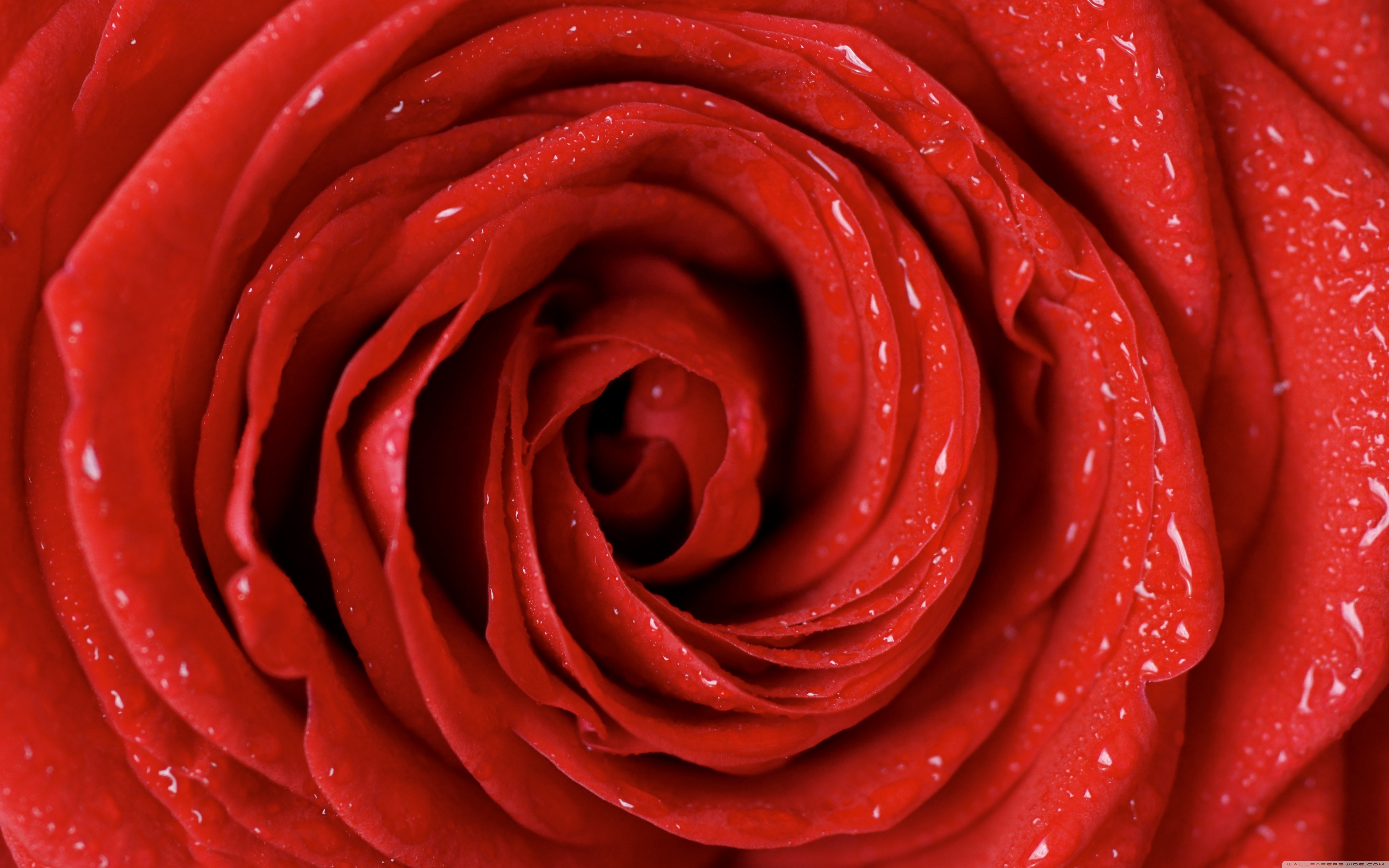 Rose Burning One Side In Fire - HD Wallpaper 