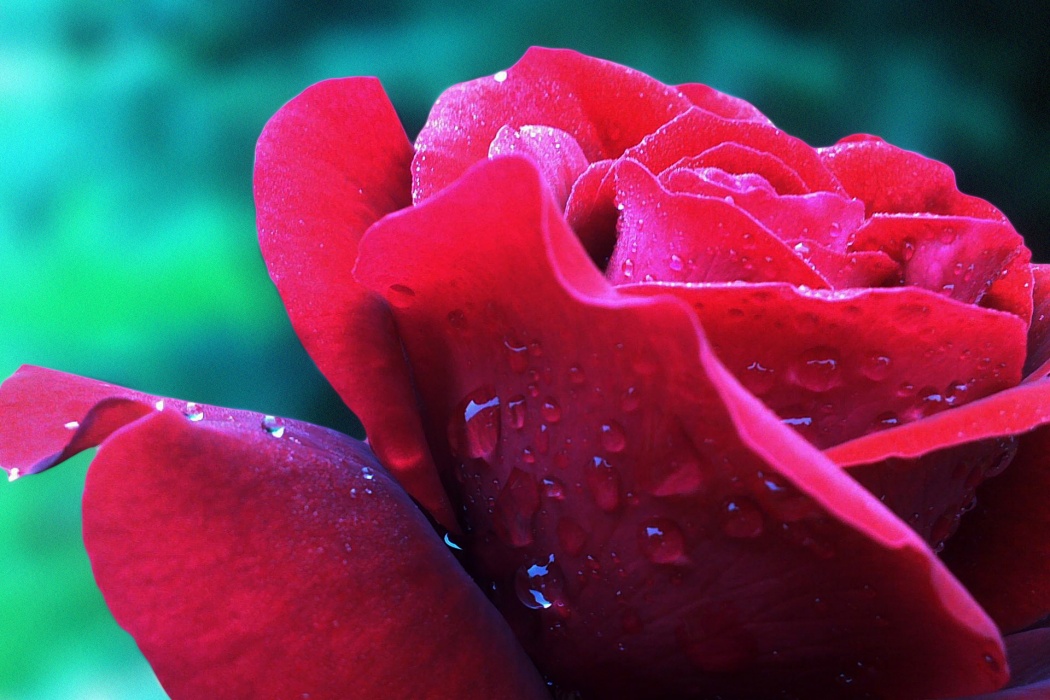 Water Drops On Rose Flower Close To Camera - Agua Cuadro Lienzo Flores Con Gotas De Agua - HD Wallpaper 