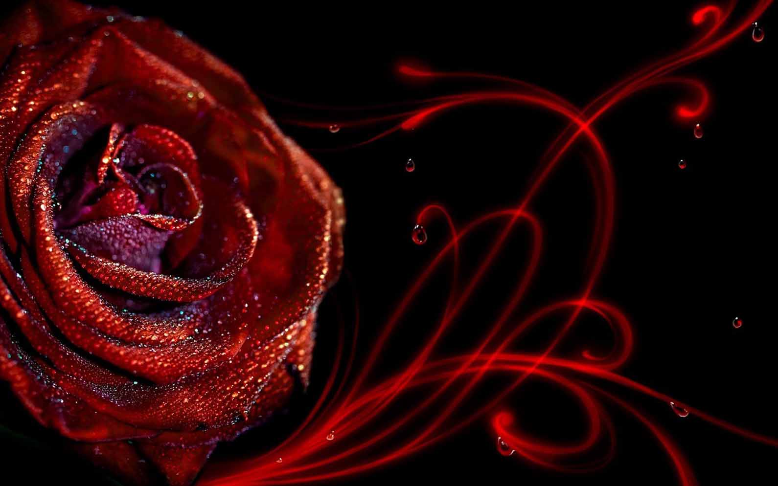 Love Red Rose With Water Drop Animated Background Wallpapers - Wallpaper -  1590x994 Wallpaper 