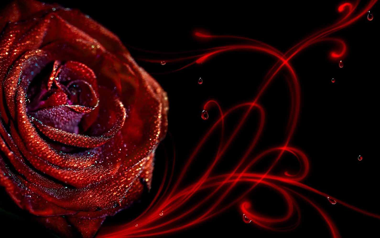 Love Red Rose With Water Drop Animated Background Wallpapers - Wallpaper - HD Wallpaper 