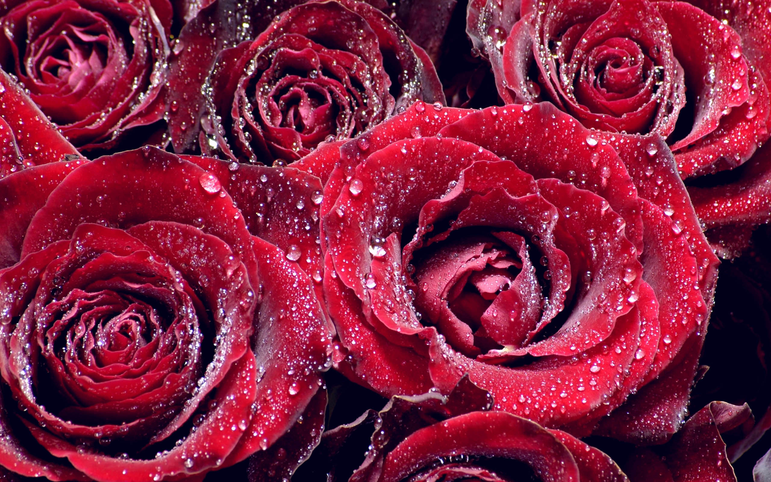 Red Roses Water Wallpaper - Flowers Images Download Please - HD Wallpaper 