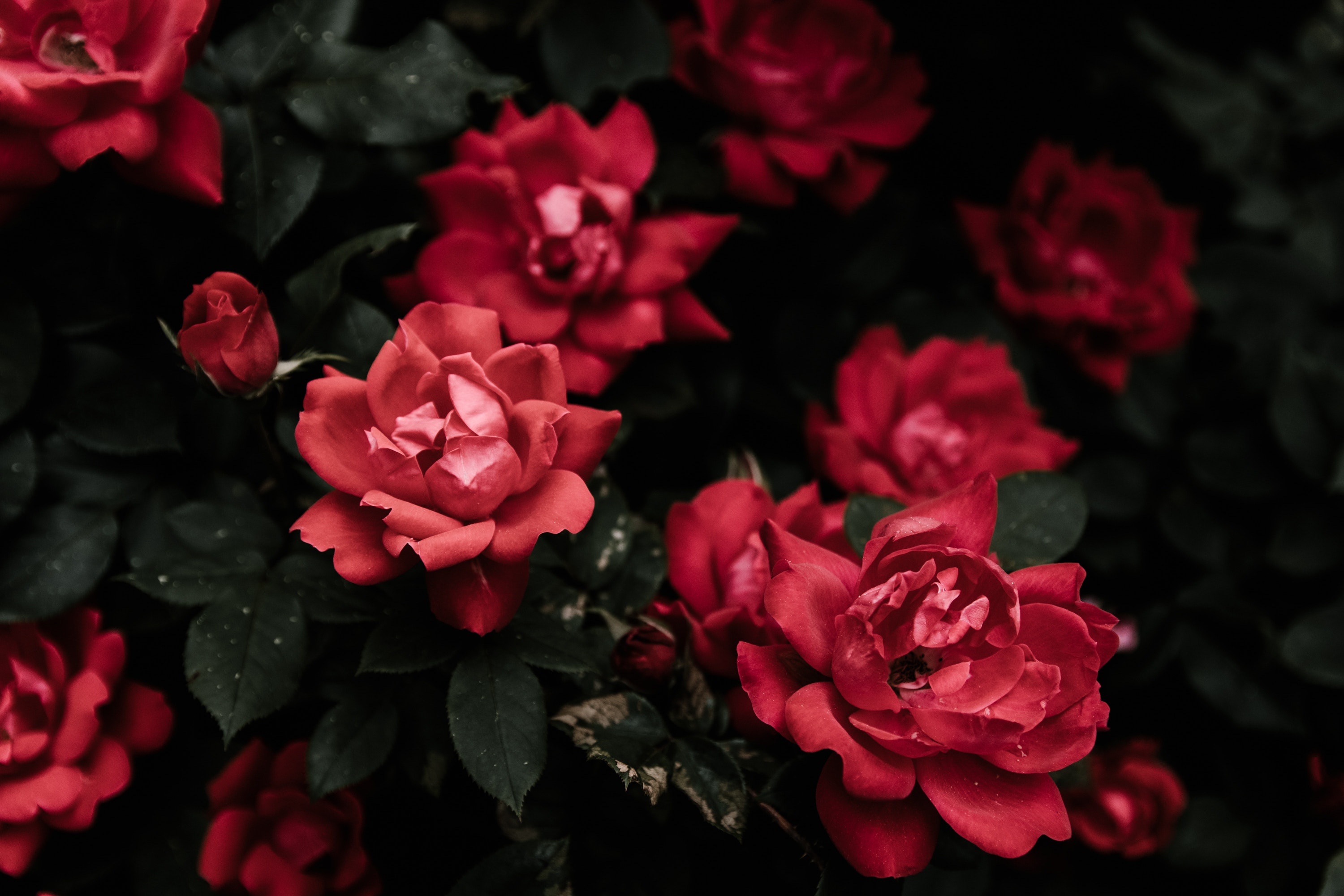 Dark Red Rose On Bush - HD Wallpaper 