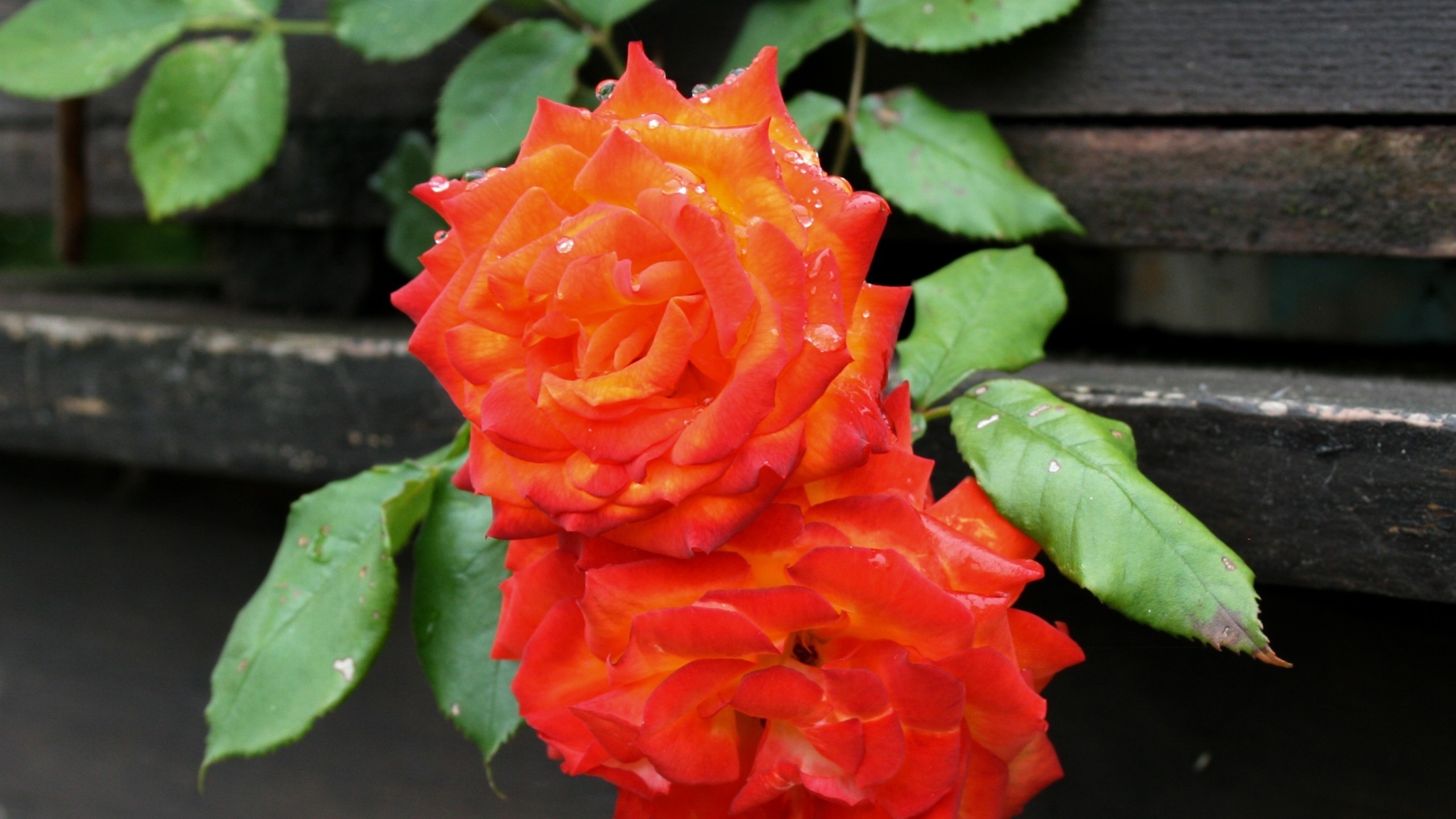 Orange Roses, Petals, Water Drops, Close-up - HD Wallpaper 