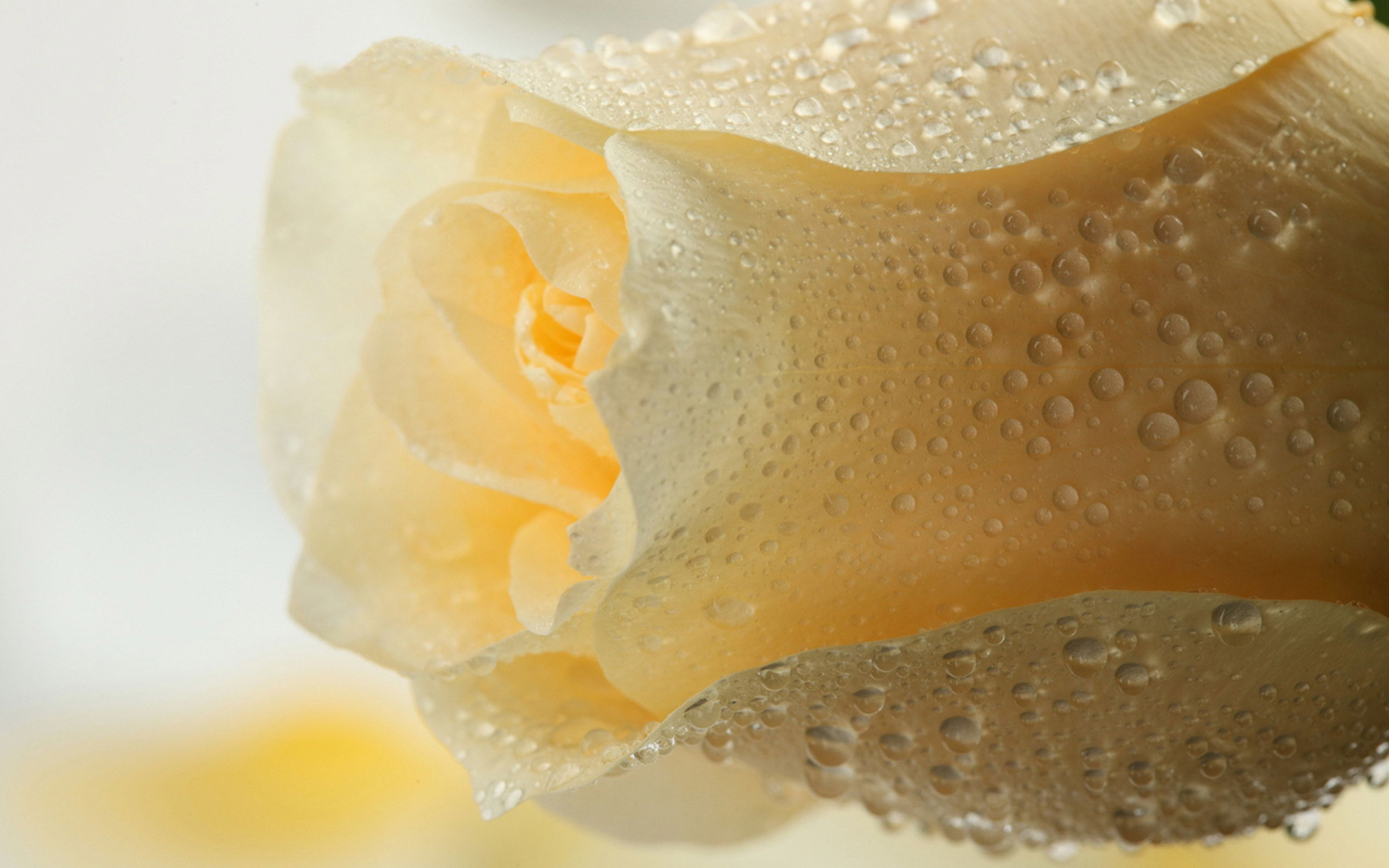 Macro Photography - HD Wallpaper 