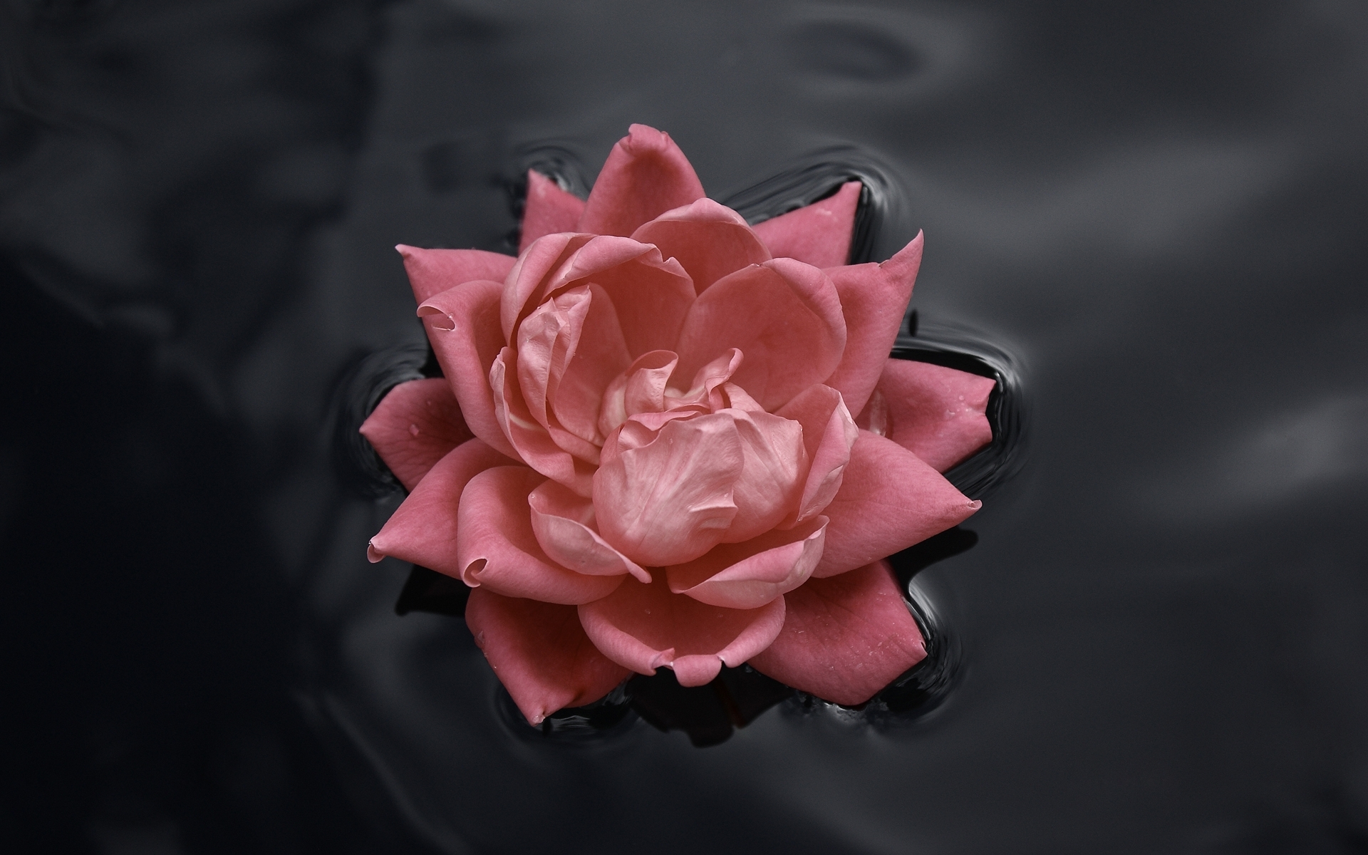 Rose, Water, Contrast - Flower In The Water - HD Wallpaper 
