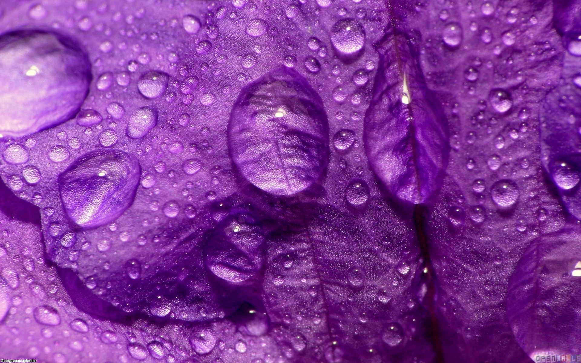Purple Rain Wallpaper Hd - HD Wallpaper 