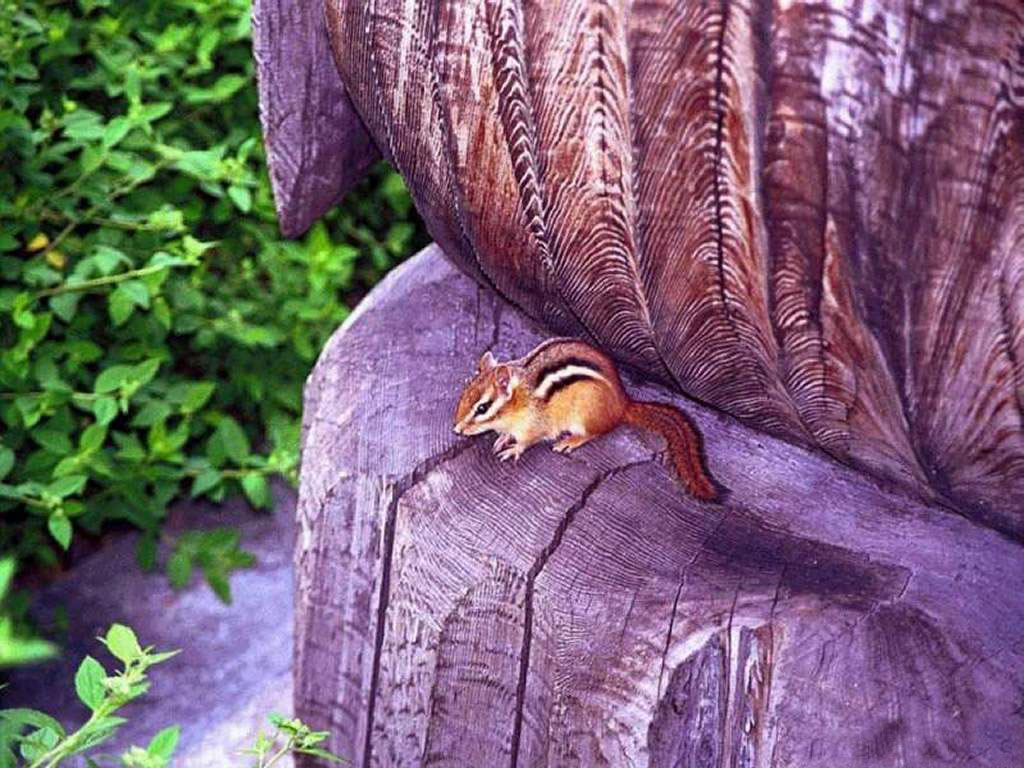Cute Chipmunk - Eastern Chipmunk - HD Wallpaper 