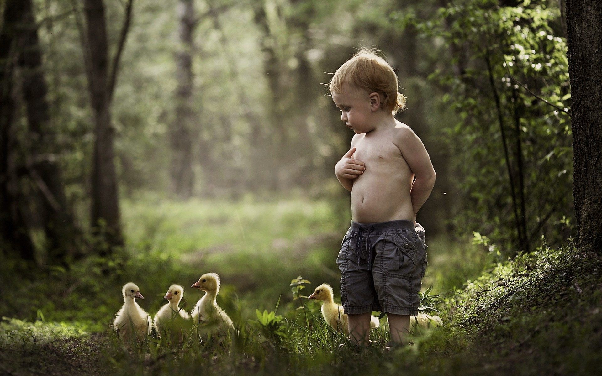 Cute Little Baby Boy With Chicks In Park Hd Images - Photograph - HD Wallpaper 