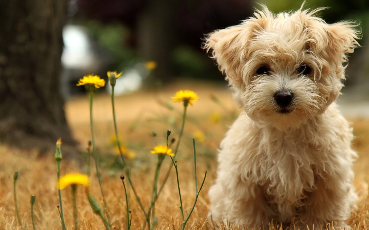 Nature Wallpaper Cute Hd Wallpapers - Dog Wallpaper Desktop - HD Wallpaper 