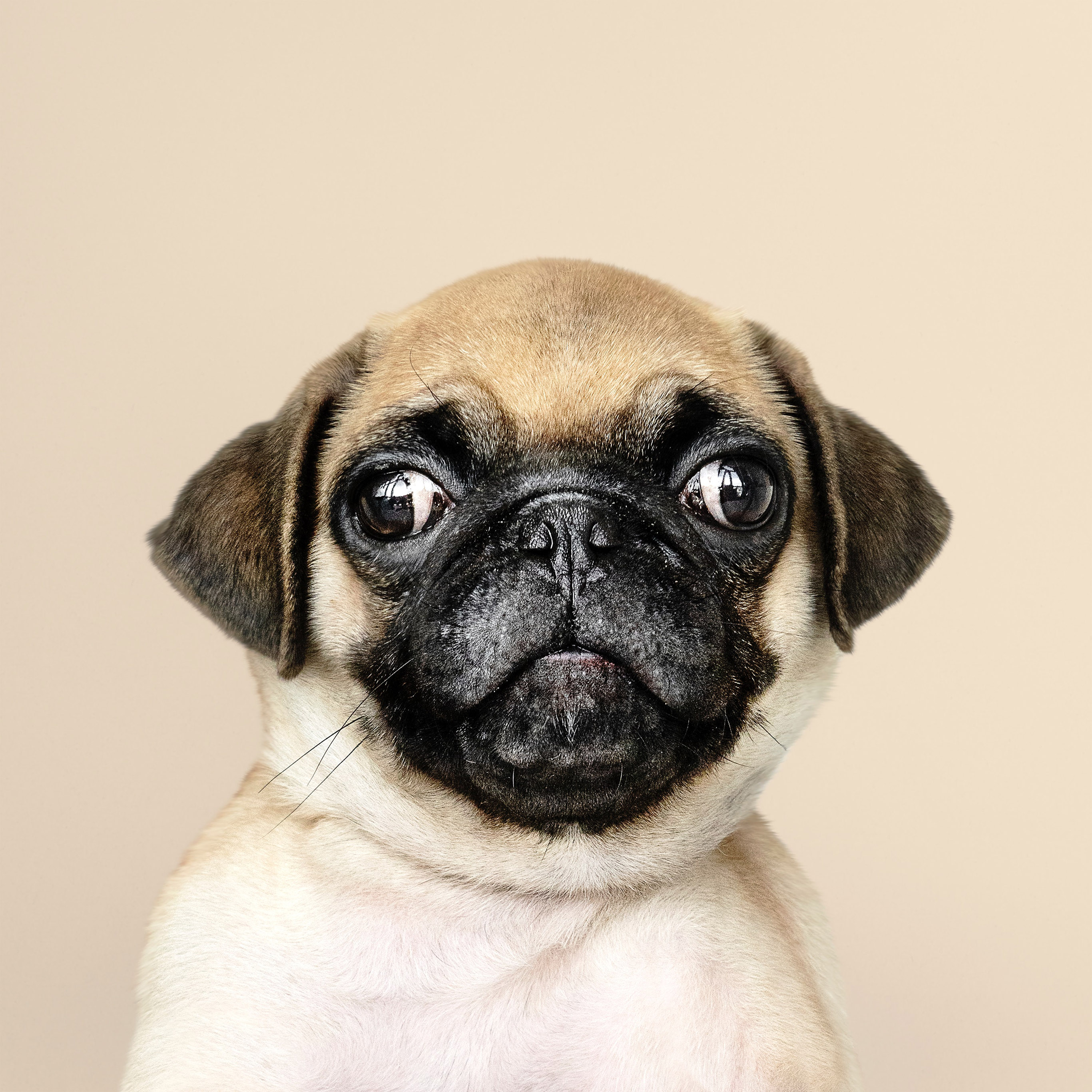 Adorable Pug - HD Wallpaper 
