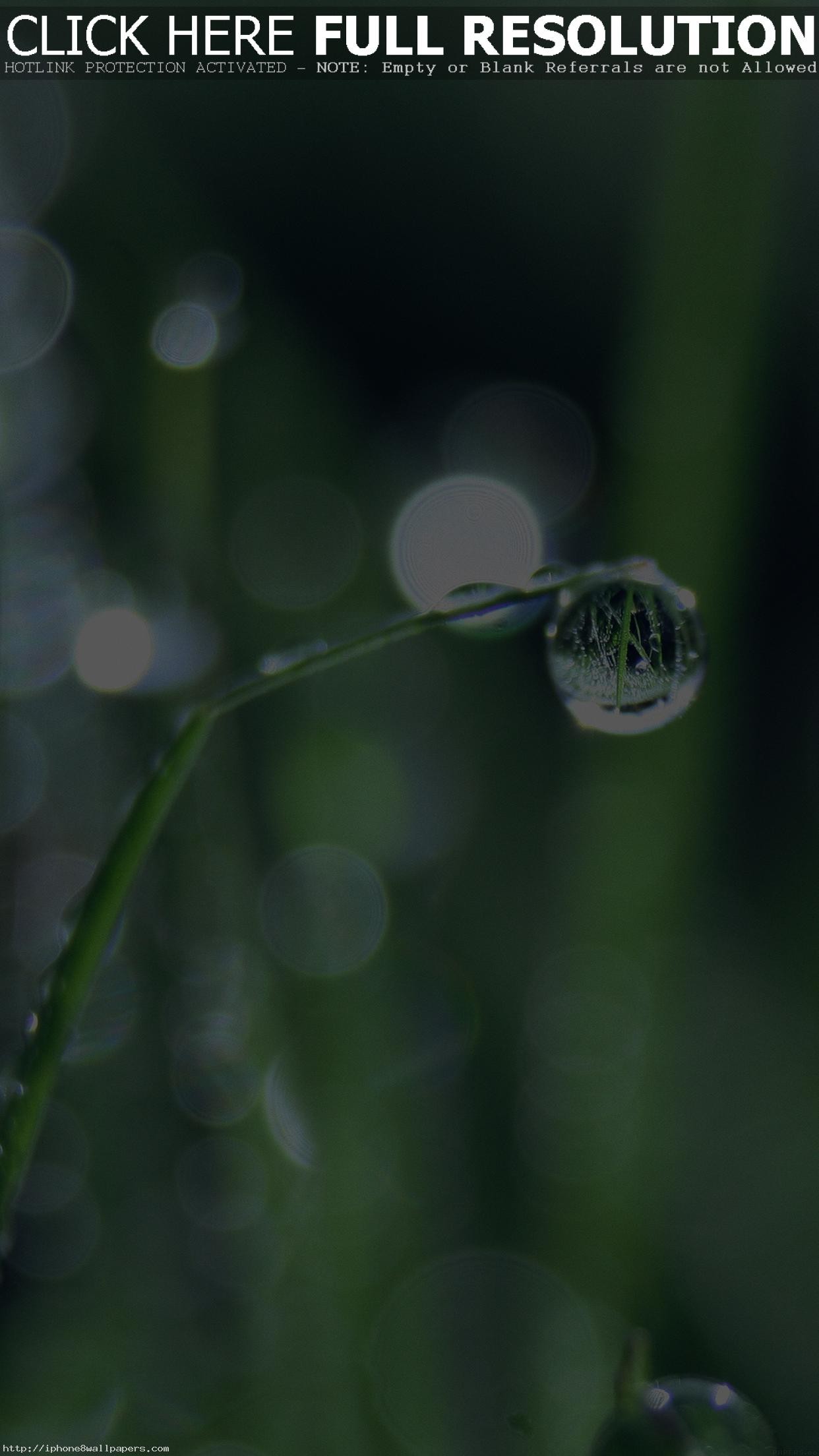 Bokeh Leaf Raindrop Nature Pure Android Wallpaper - Warren Street Tube Station - HD Wallpaper 