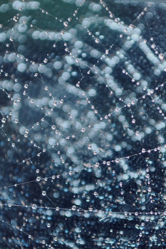 Raindrops Night Nature Spider Web Blue Iphone Wallpaper - Glass Cobweb - HD Wallpaper 