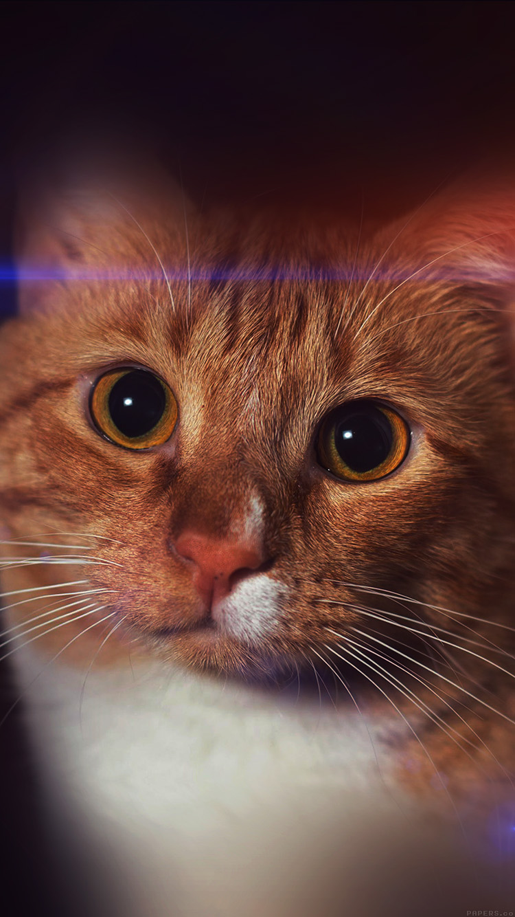 Orange Cat 4k - HD Wallpaper 