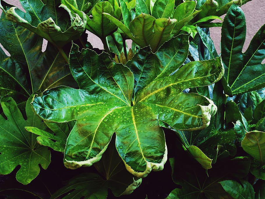 Philodendron, Plant, Tropical, Live, Green, Rain, Drops, - Barberry Family - HD Wallpaper 