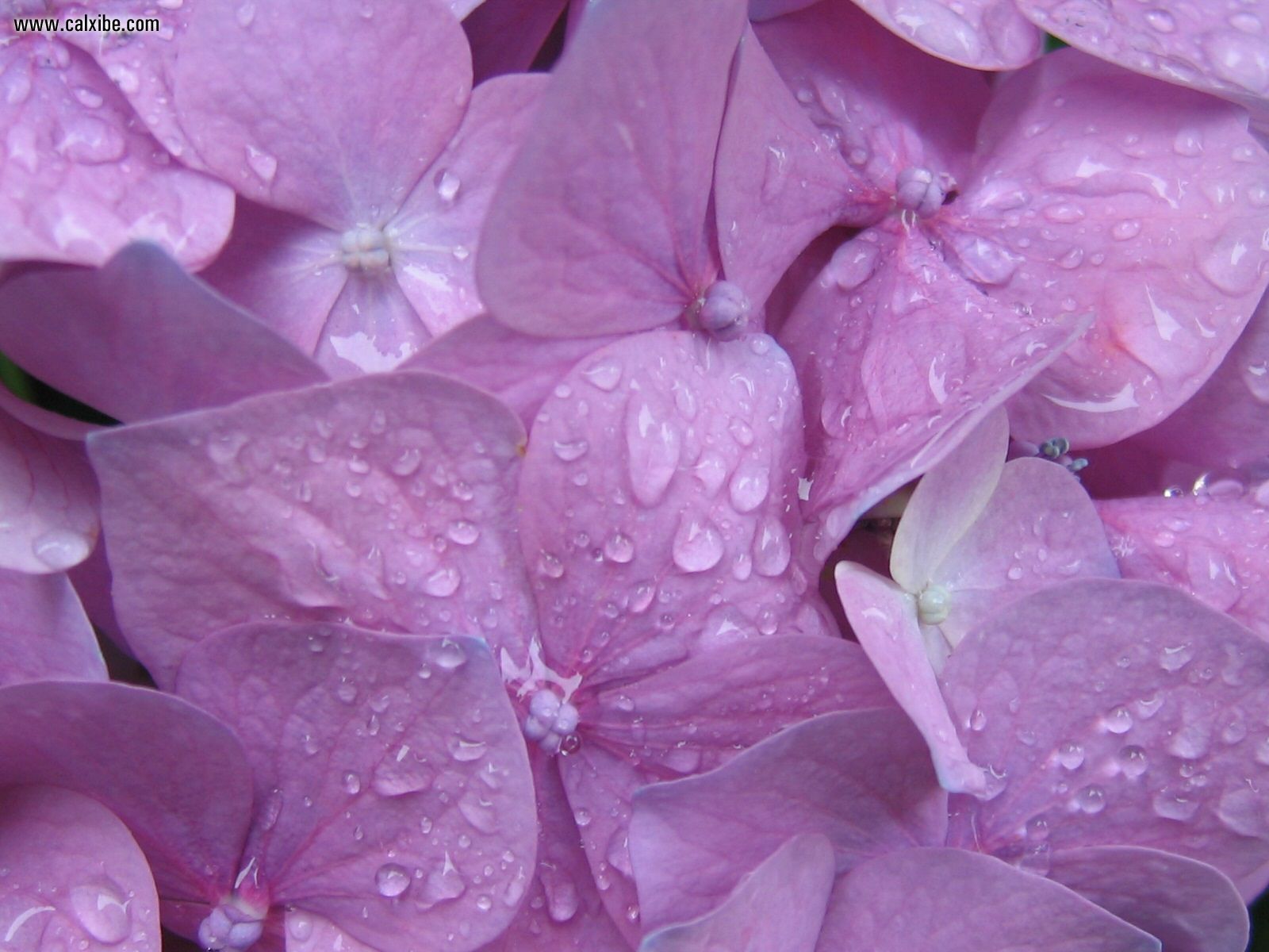 Flower - HD Wallpaper 