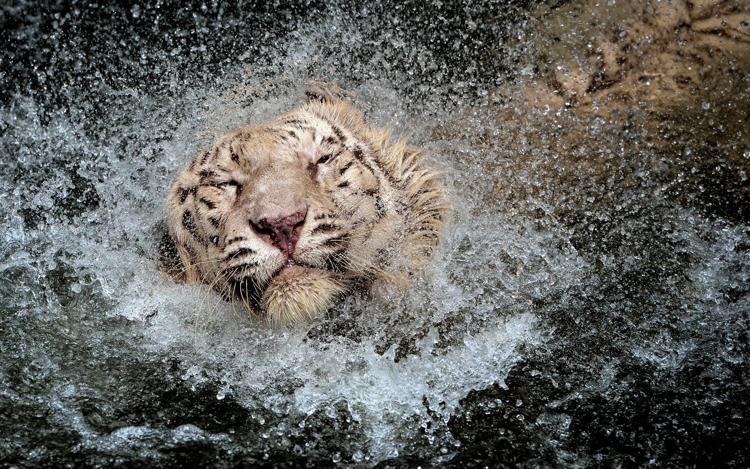 Tiger In Water Hd - HD Wallpaper 