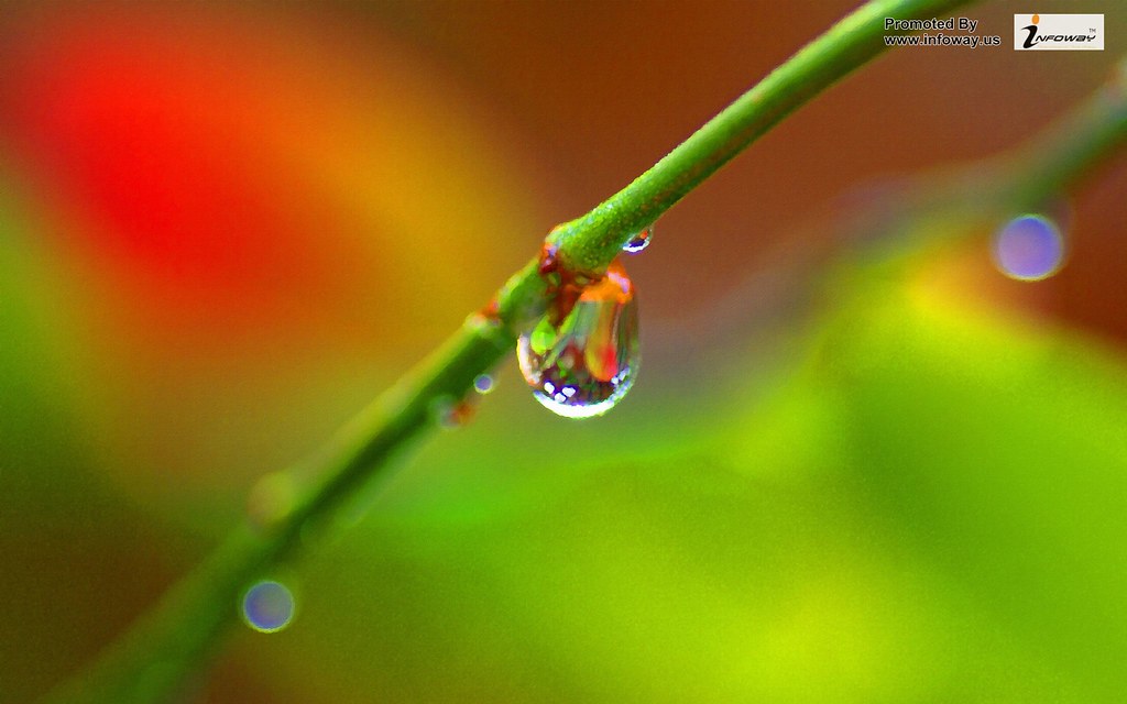 Macro Photography - HD Wallpaper 