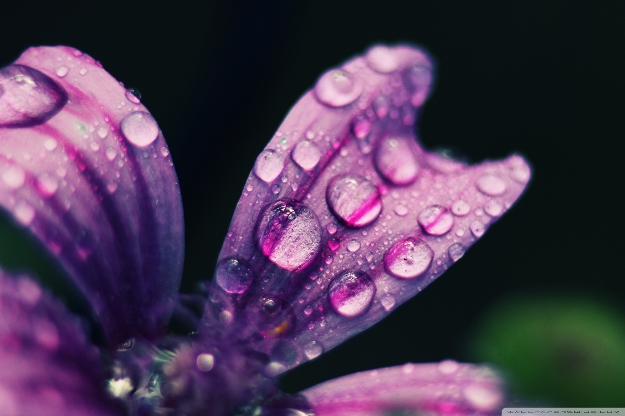 Tablet 
 Data-src - Desktop Wallpaper Spring Rain - HD Wallpaper 