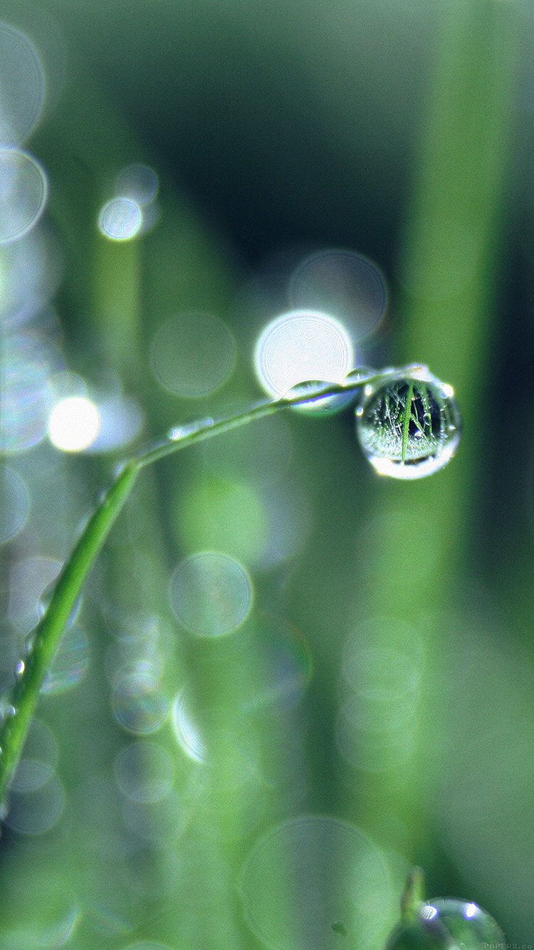 Rain Drops On Leaves - HD Wallpaper 