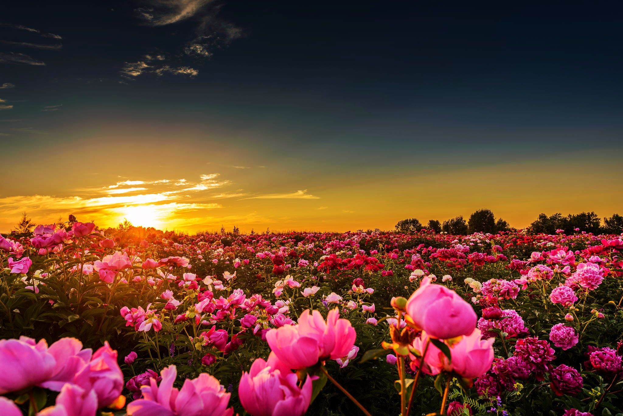 Landscape Field Of Flowers - HD Wallpaper 