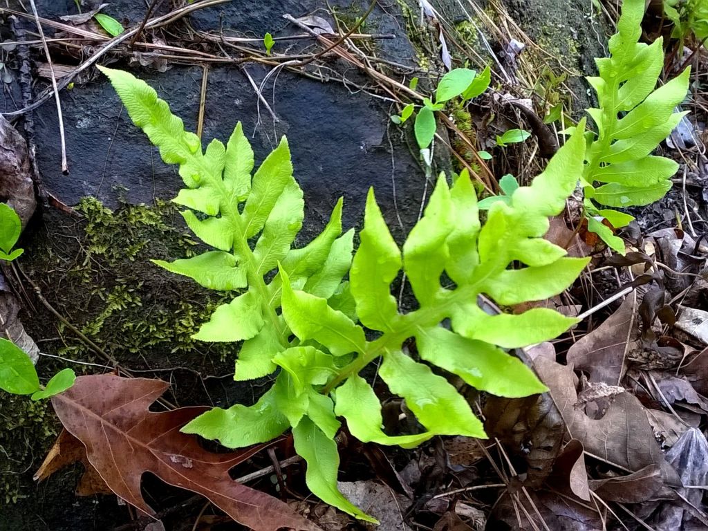 Lorinseria Areolata Growing Now In Wet Acidic Soils - Fern - HD Wallpaper 