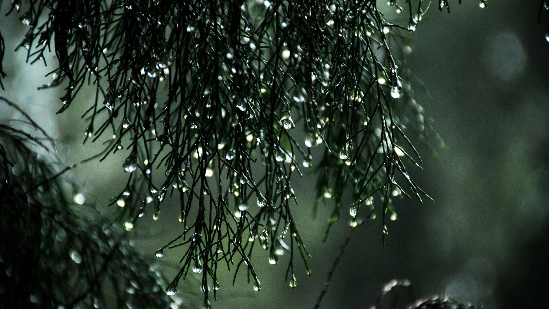 Close Up Photo Of Wet Leaves - Leaf Rain Drops Hd - HD Wallpaper 