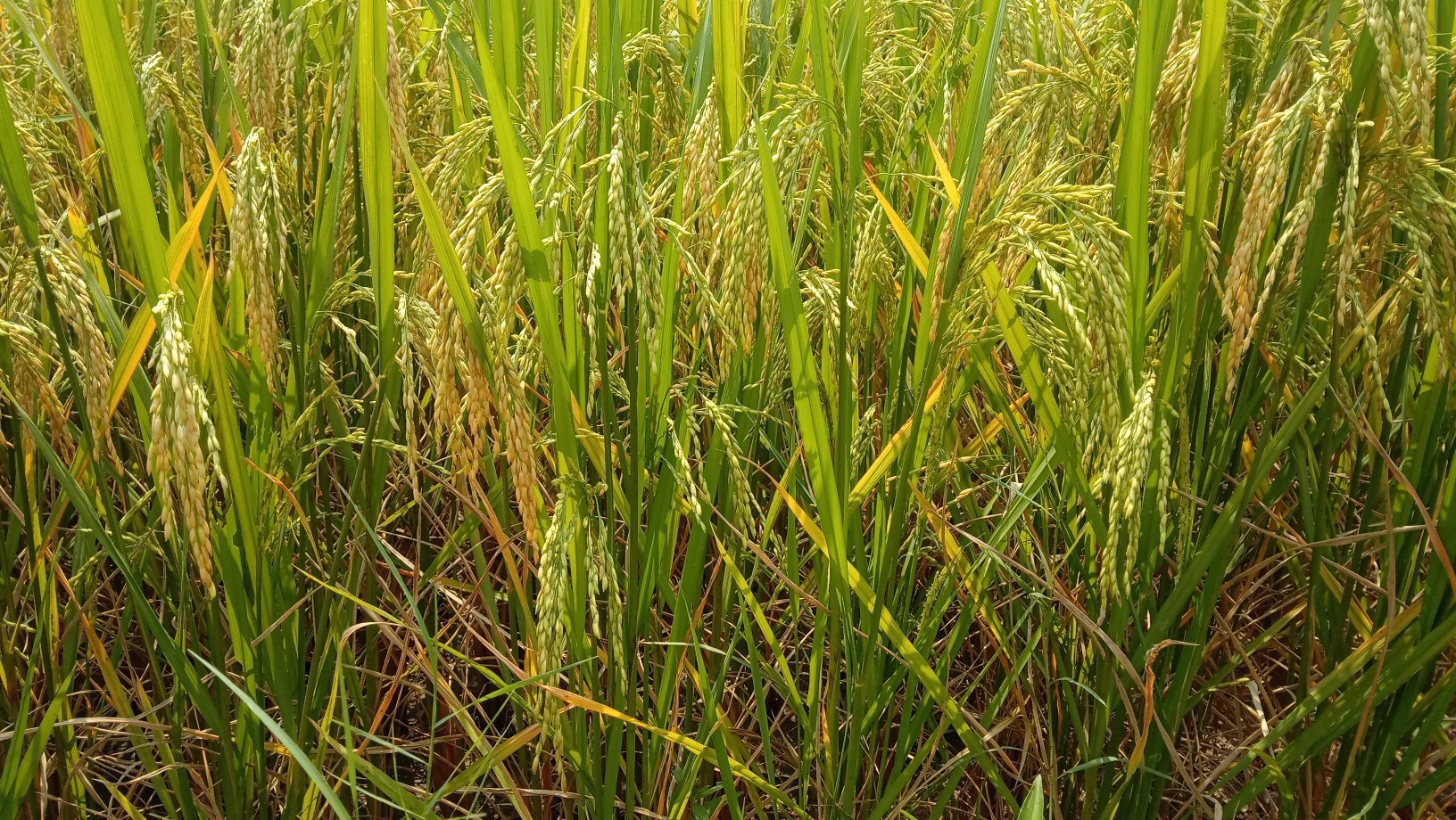 Farmers Love Nature Wallpaper Image - Sweet Grass - HD Wallpaper 