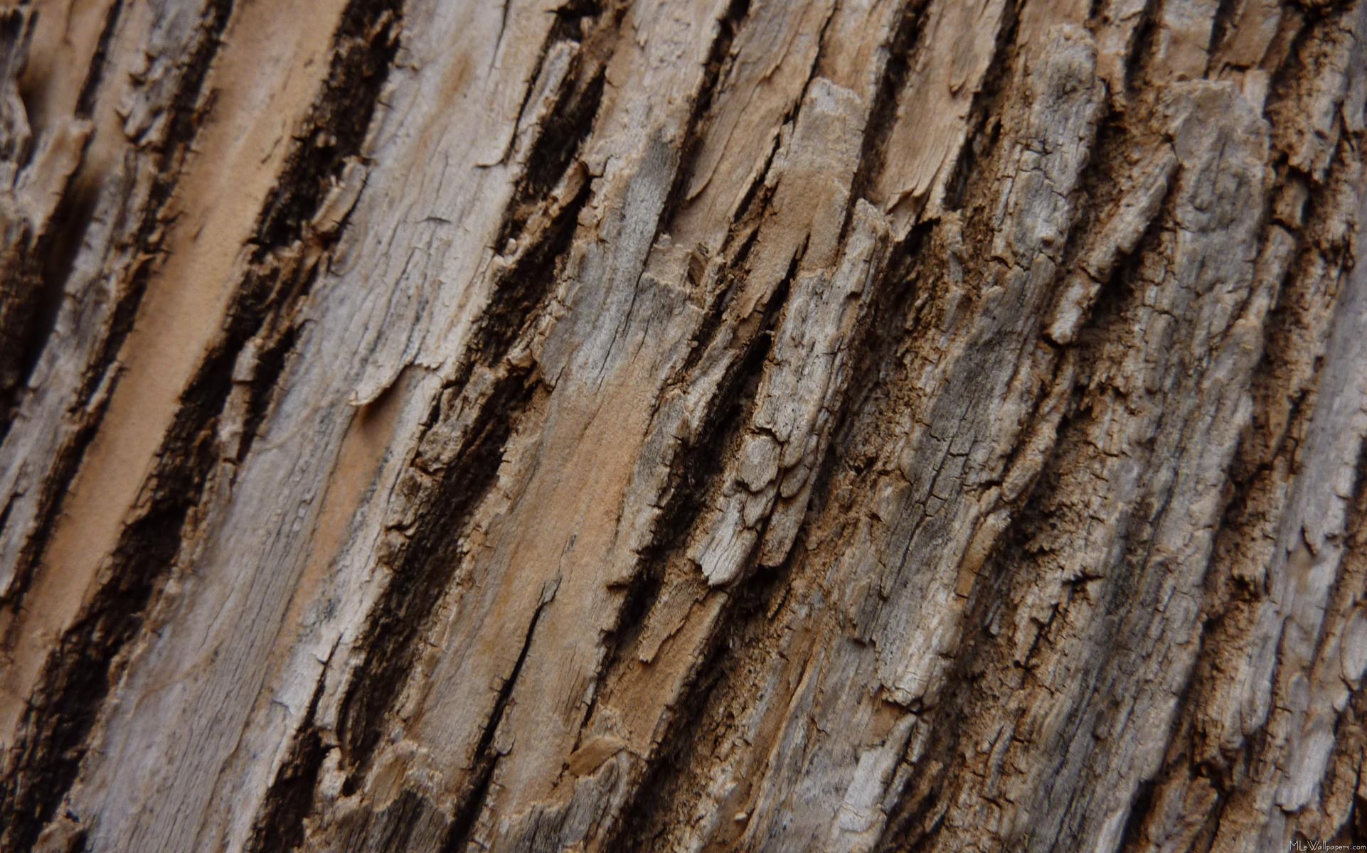 Tree Bark I - Brown Trees - HD Wallpaper 