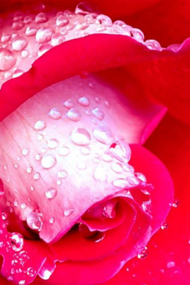 Flower Rose With Dew Drops Android Wallpaper - Most Beautiful Flowers Wet - HD Wallpaper 